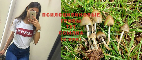 шишки Беломорск
